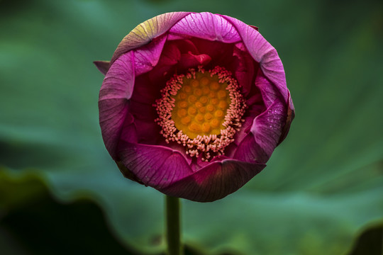 荷花