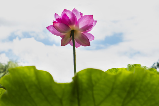 荷花