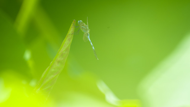 荷塘蜻蜓