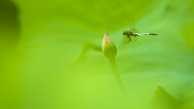 荷塘蜻蜓