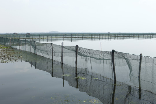 阳澄湖大闸蟹养殖区