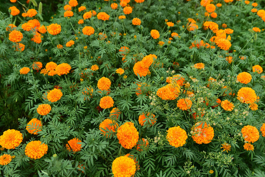 菊花花卉背景