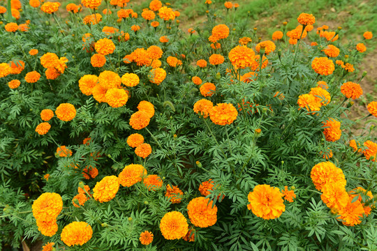 菊花