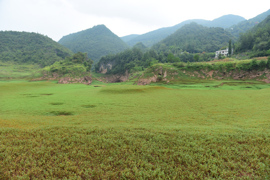 草甸草地放牧