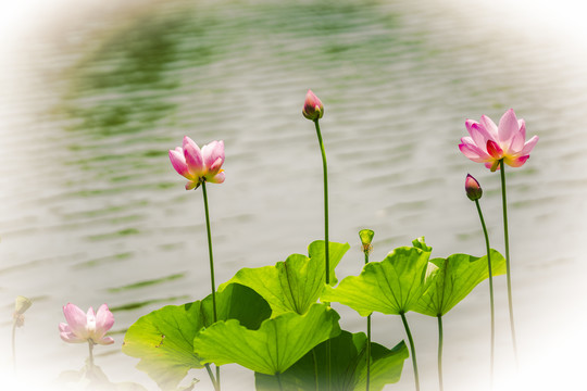 荷花