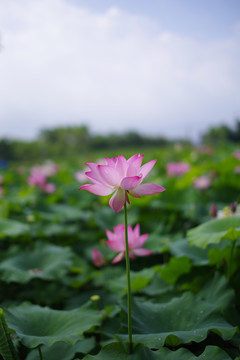 荷花