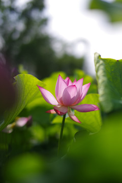 荷花
