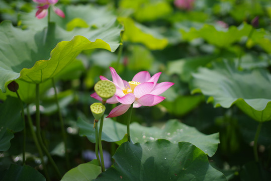 荷花
