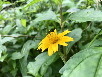 小雏菊