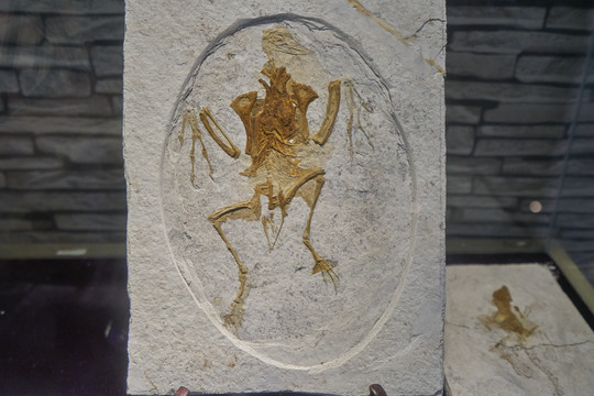 孔子鸟化石