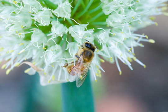 蜜蜂