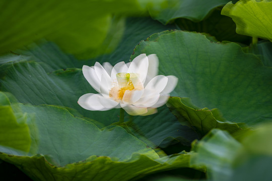 梦幻荷花