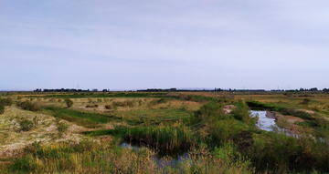 湿地草原