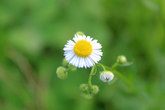 洋甘菊