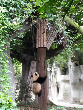 成都熊猫基地