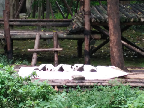 熊猫