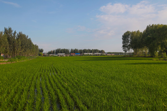 农场水稻田