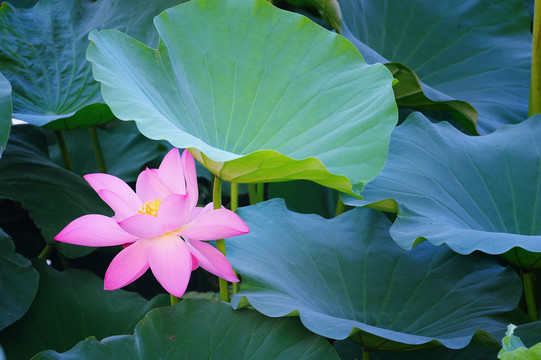 莲花湖