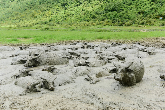 夏天泥塘洗澡的水牛
