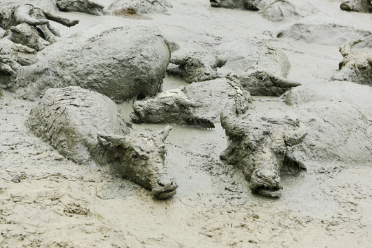 泥塘洗澡的水牛