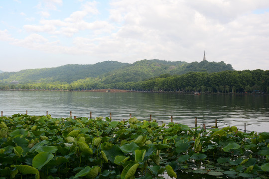 西湖风景