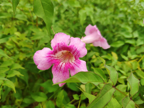 非洲凌霄