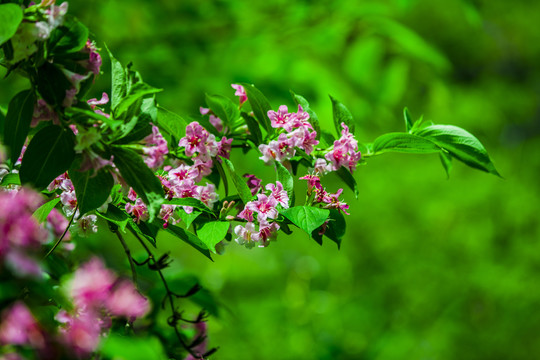 锦带花