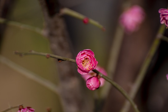 梅花