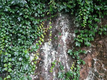 爬山虎