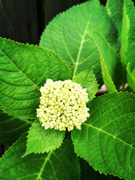 绣球花花苞