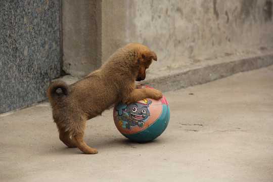 中华田园犬