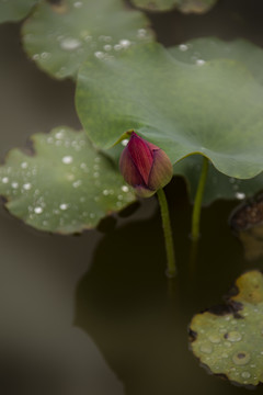 池塘小荷