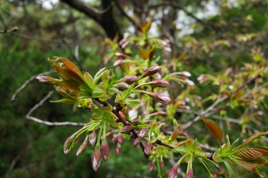 青龙寺樱花