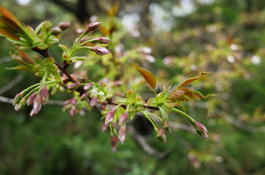 青龙寺樱花