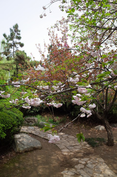 青龙寺樱花