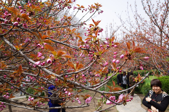 青龙寺樱花