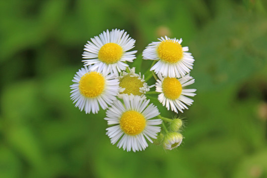 太阳花