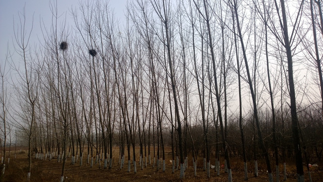 冬天的枯树林