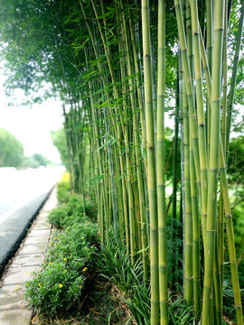 公路边的竹子