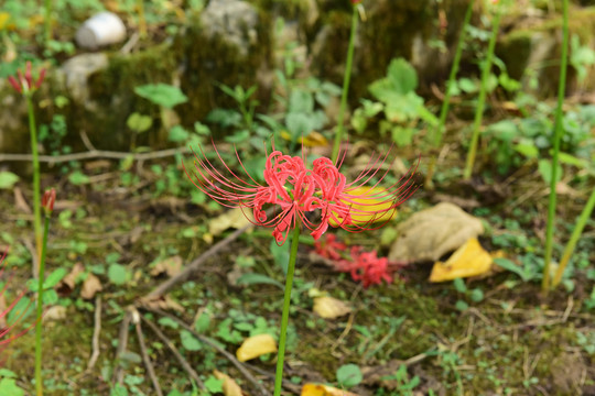 幽灵花彼岸花