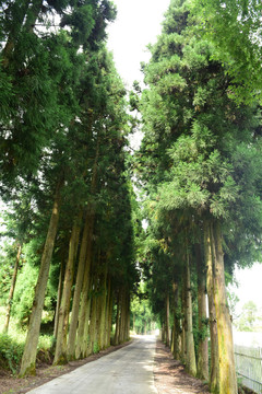 湖北富尔山山林树木