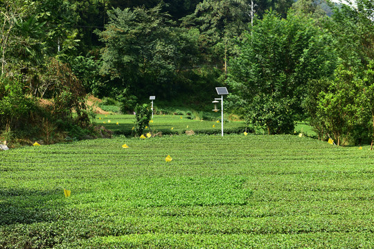 茶茶树茶园