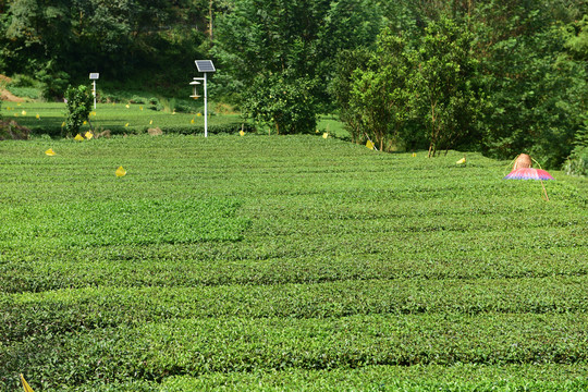 茶茶树茶园