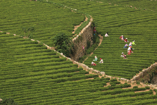 绿茶背景