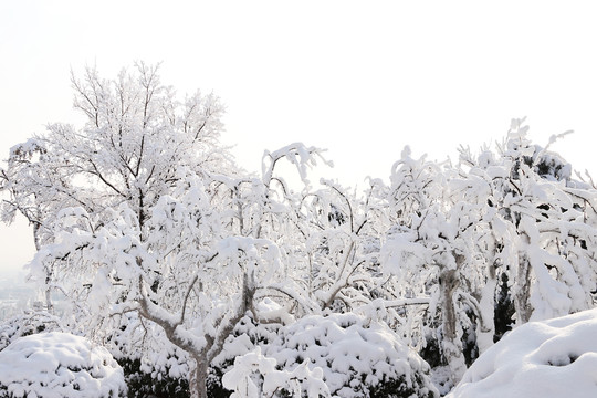 雪