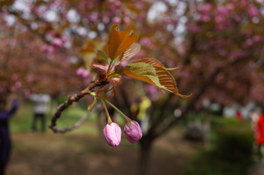 青龙寺樱花