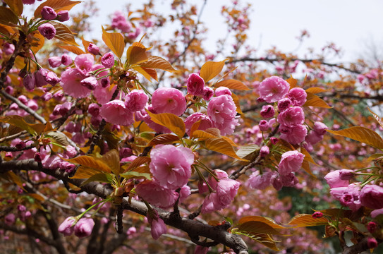 青龙寺樱花