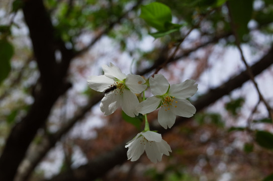 青龙寺樱花