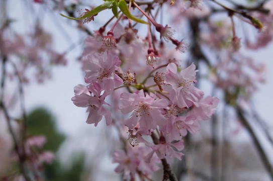 樱花