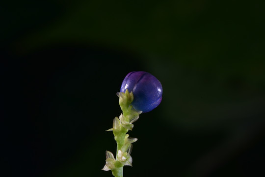 野果